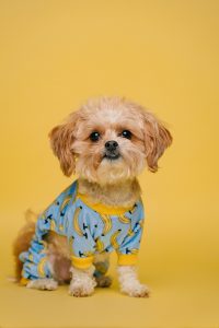 A cute puppy wearing pajamas.