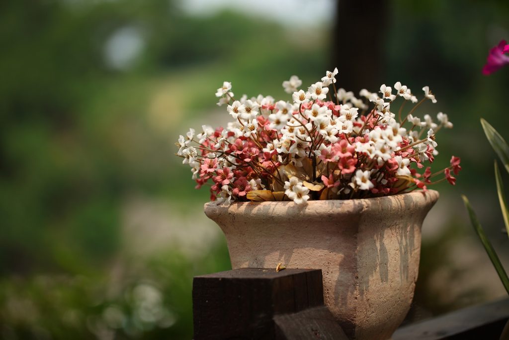 potted plant