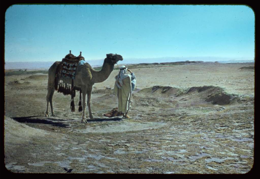 Camel and bedouin in dessert